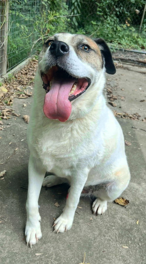 COSMO - Australian Shepherd available for adoption