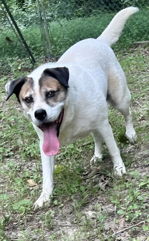 COSMO - Australian Shepherd available for adoption
