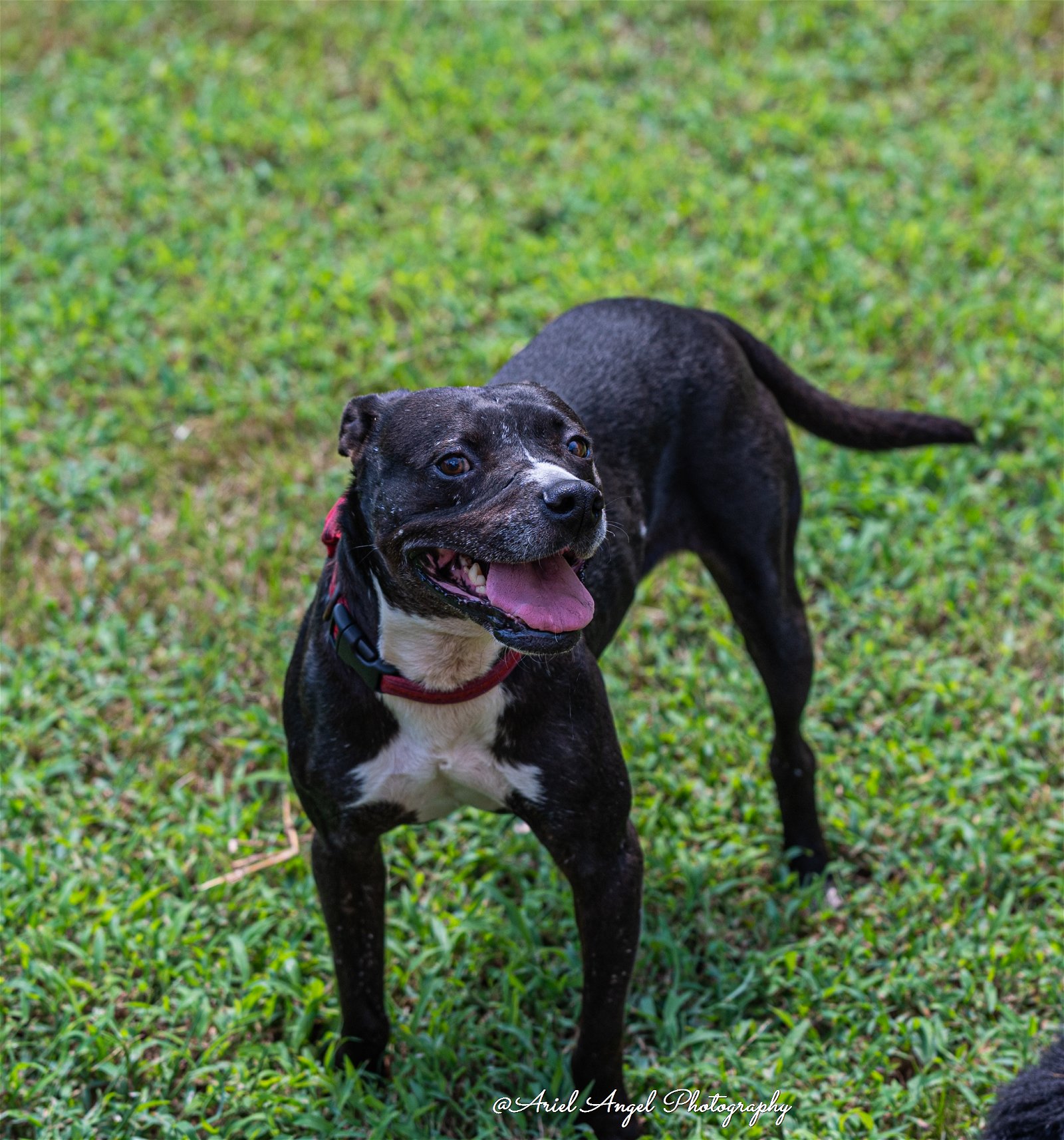 adoptable Dog in Munford, TN named Raven needs foster home