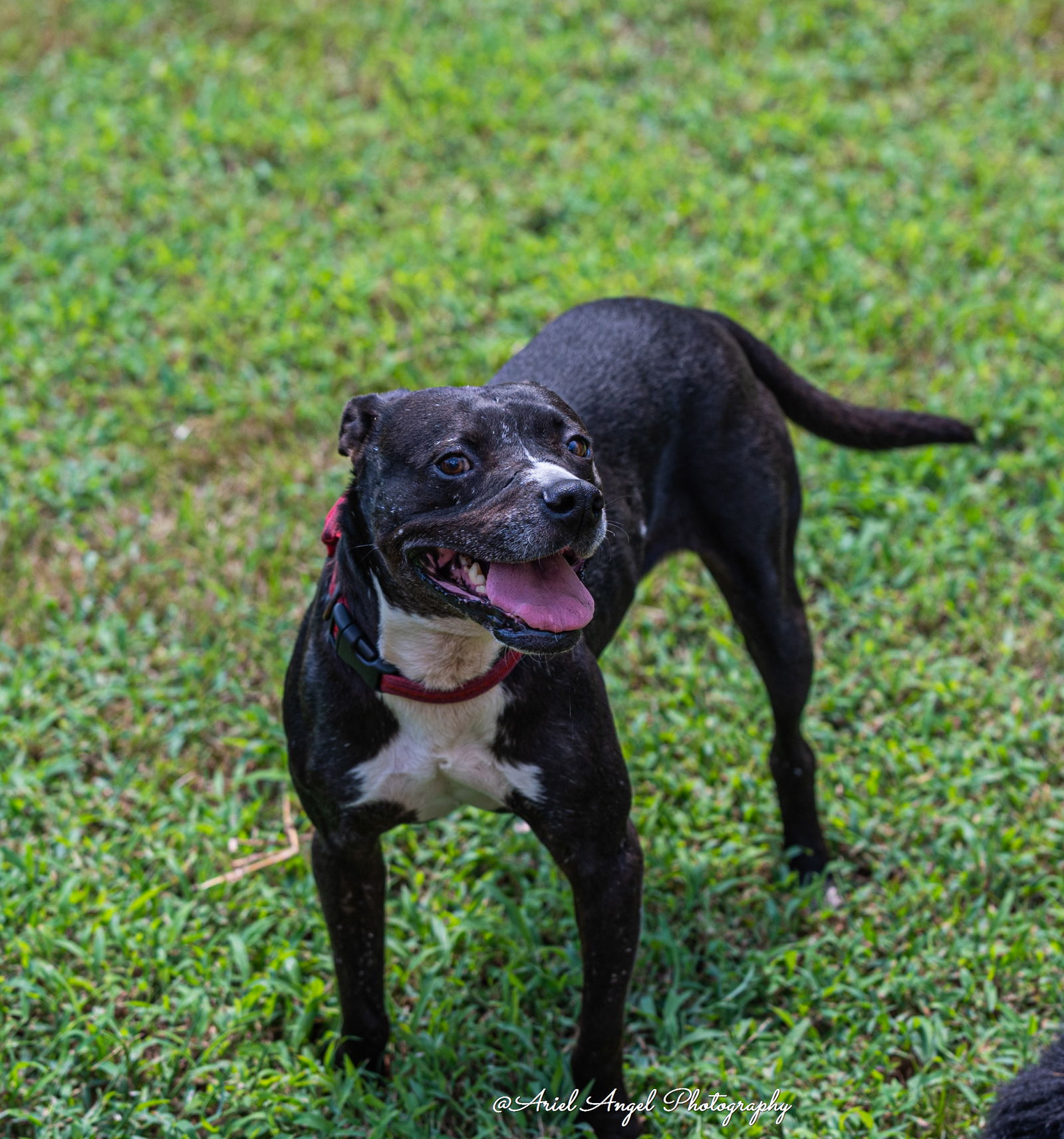 adoptable Dog in Munford, TN named Raven needs foster home