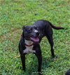 adoptable Dog in , TN named Raven needs foster home
