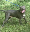 Kingston needs foster home (See Video) - Photo 2