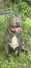 Kingston needs foster home (See Video) - Photo 3