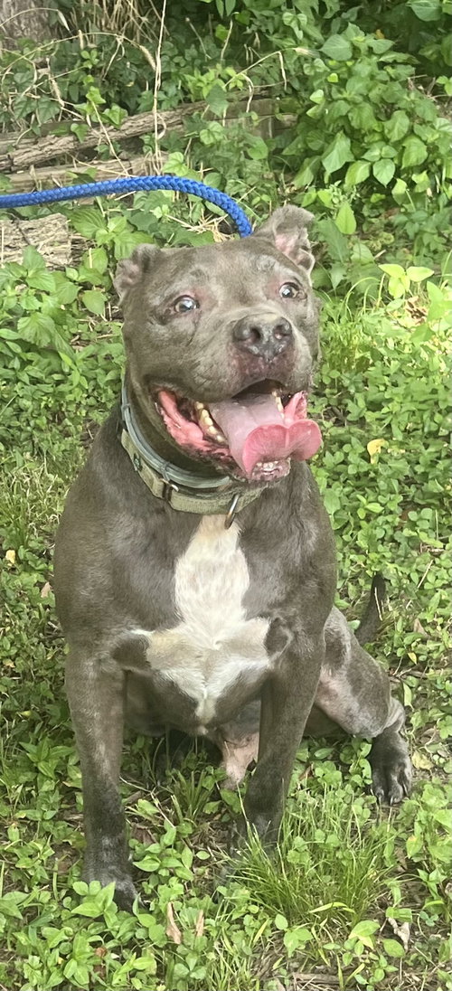 KINGSTON NEEDS FOSTER HOME (SEE VIDEO) - American Pit Bull Terrier / American Staffordshire Terrier for adoption in Memphis