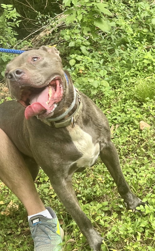 Kingston needs foster home (See Video) photo 4