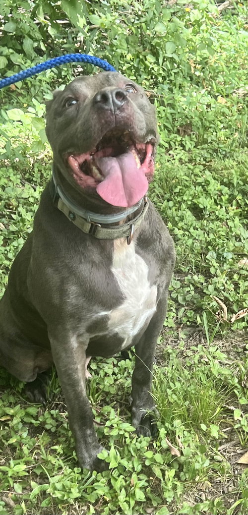 Kingston needs foster home (See Video) photo 5