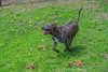Kingston needs foster home (See Video) - Photo 9