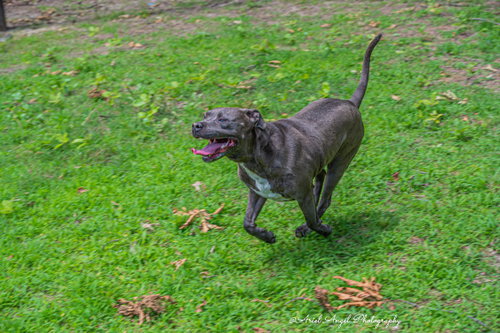 Kingston needs foster home (See Video) photo 9