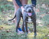 Kingston needs foster home (See Video) - Photo 8