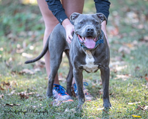Kingston needs foster home (See Video) photo 8