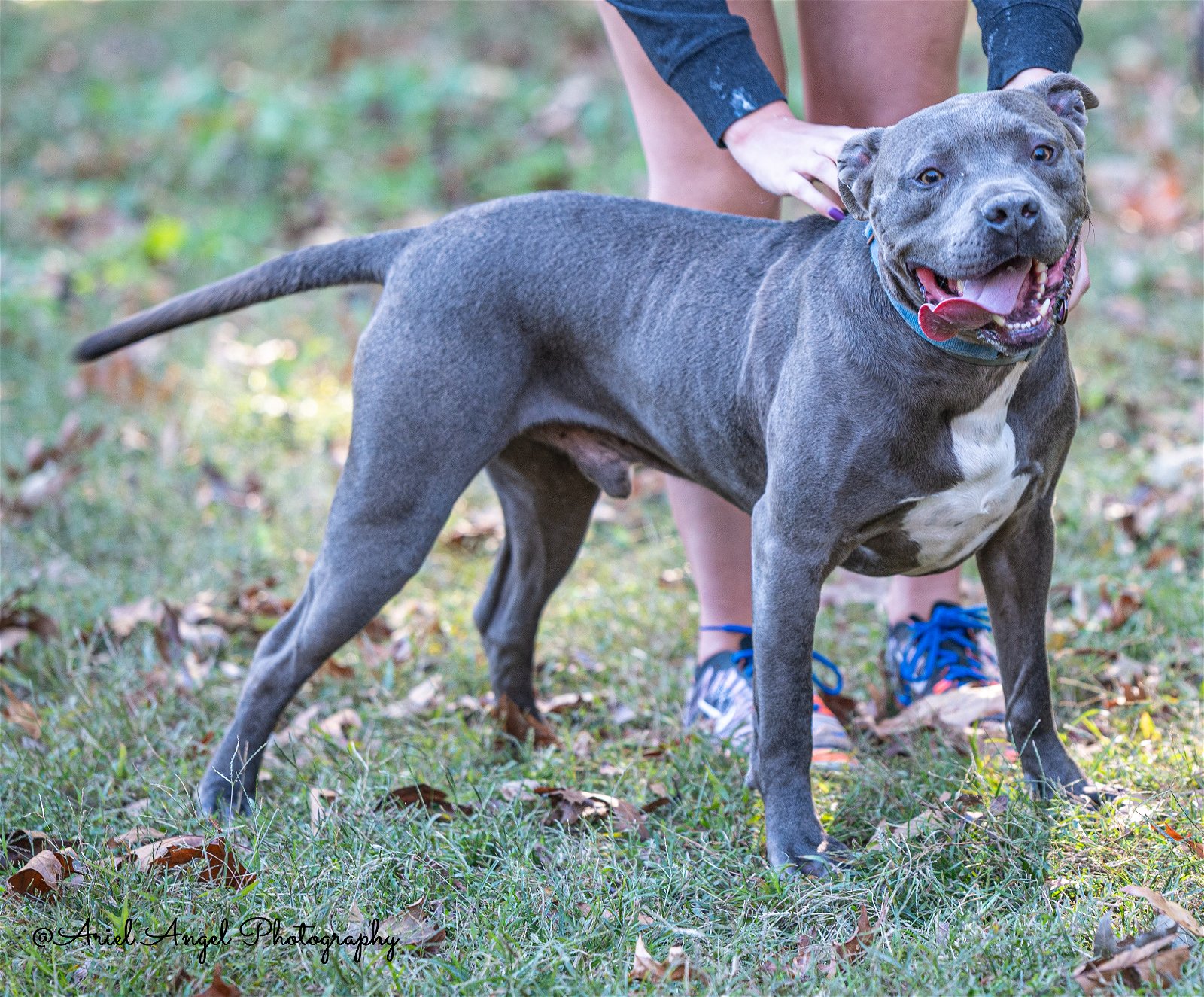 adoptable Dog in Munford, TN named Kingston needs foster home (See Video)