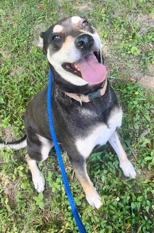 DEBO - Hound / Rottweiler available for adoption