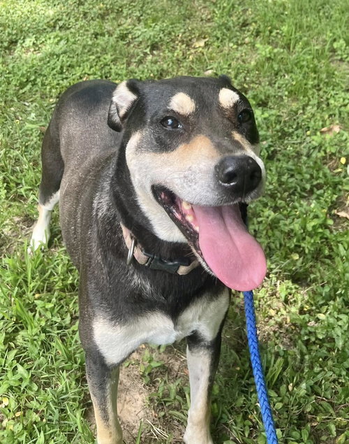 DEBO - Hound / Rottweiler available for adoption
