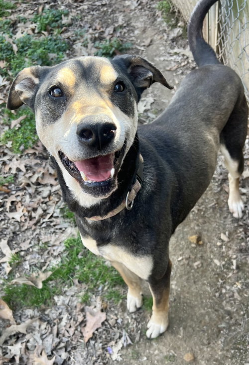 DEBO - Hound / Rottweiler for adoption in Memphis