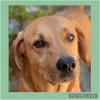 adoptable Dog in munford, TN named Decker