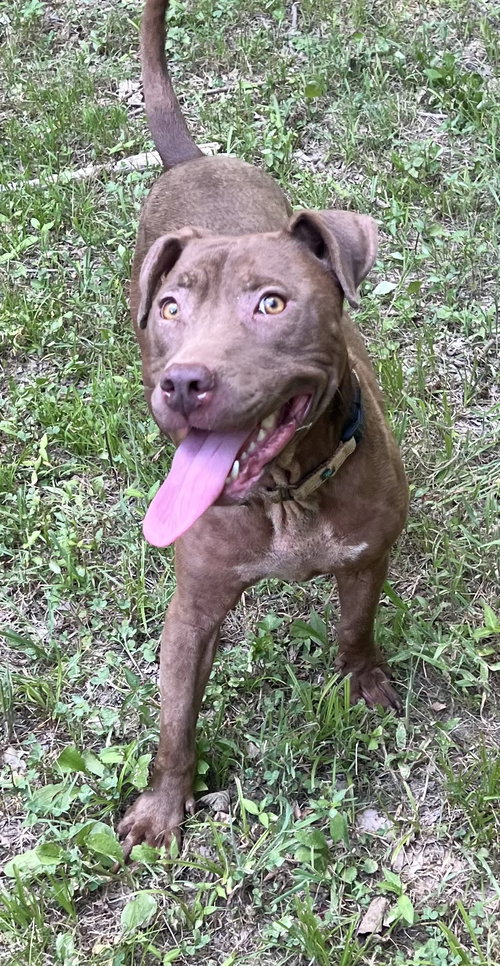 Photo 4 of Cocoapup