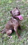 Cocoapup - Photo 1