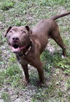 Cocoapup - Photo 4