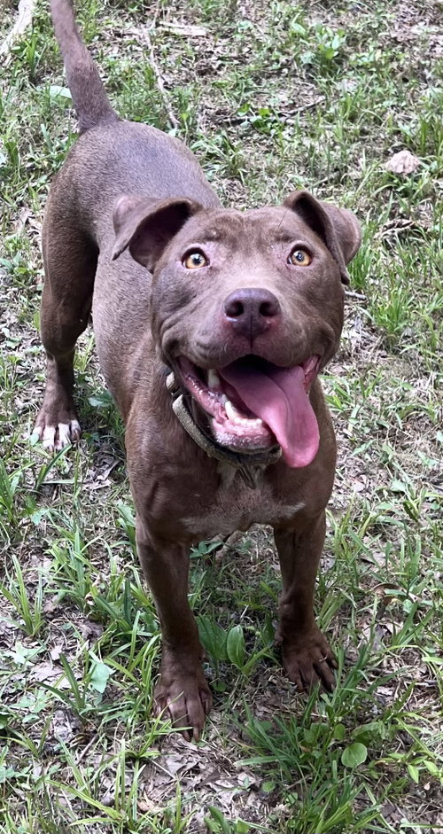 Photo 5 of Cocoapup