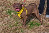 Cocoapup - Photo 12