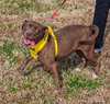 Cocoapup - Photo 18