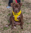 Cocoapup - Photo 11