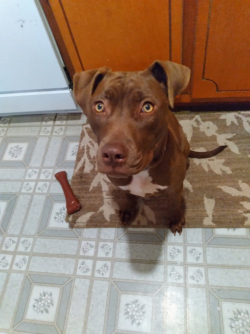 Cocoapup photo 16