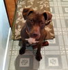 Cocoapup - Photo 14