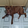 Cocoapup - Photo 15