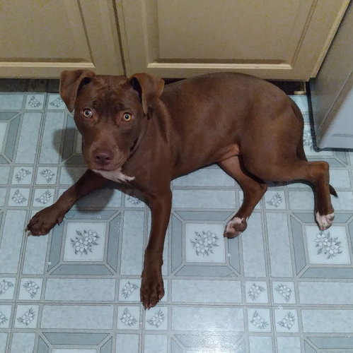 Cocoapup photo 15