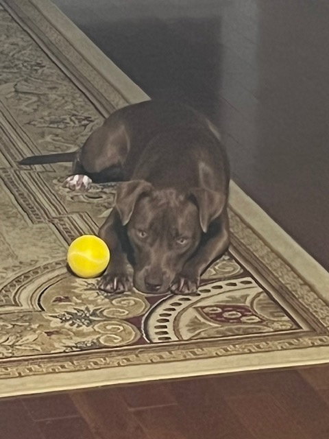 Cocoapup photo 7