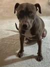 Cocoapup - Photo 13