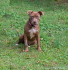 Cocoapup - Photo 8