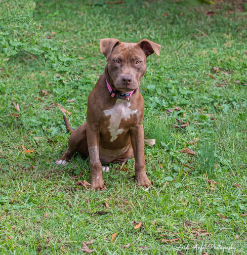 Cocoapup photo 8