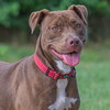Cocoapup - Photo 19