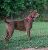 Cocoapup - Photo 6