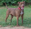 Cocoapup - Photo 10
