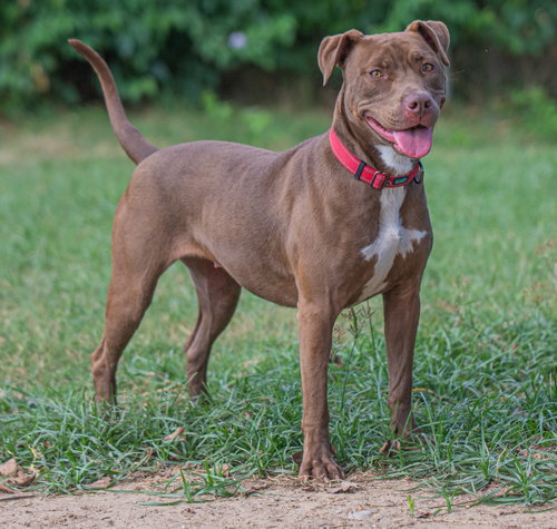 Cocoapup photo 10