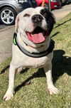 adoptable Dog in Munford, TN named Petey