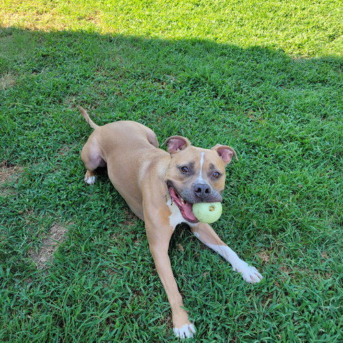 MILLER - Pit Bull Terrier for adoption in Memphis