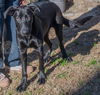 adoptable Dog in Munford, TN named Magic Man