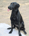 adoptable Dog in Munford, TN named Magic Man