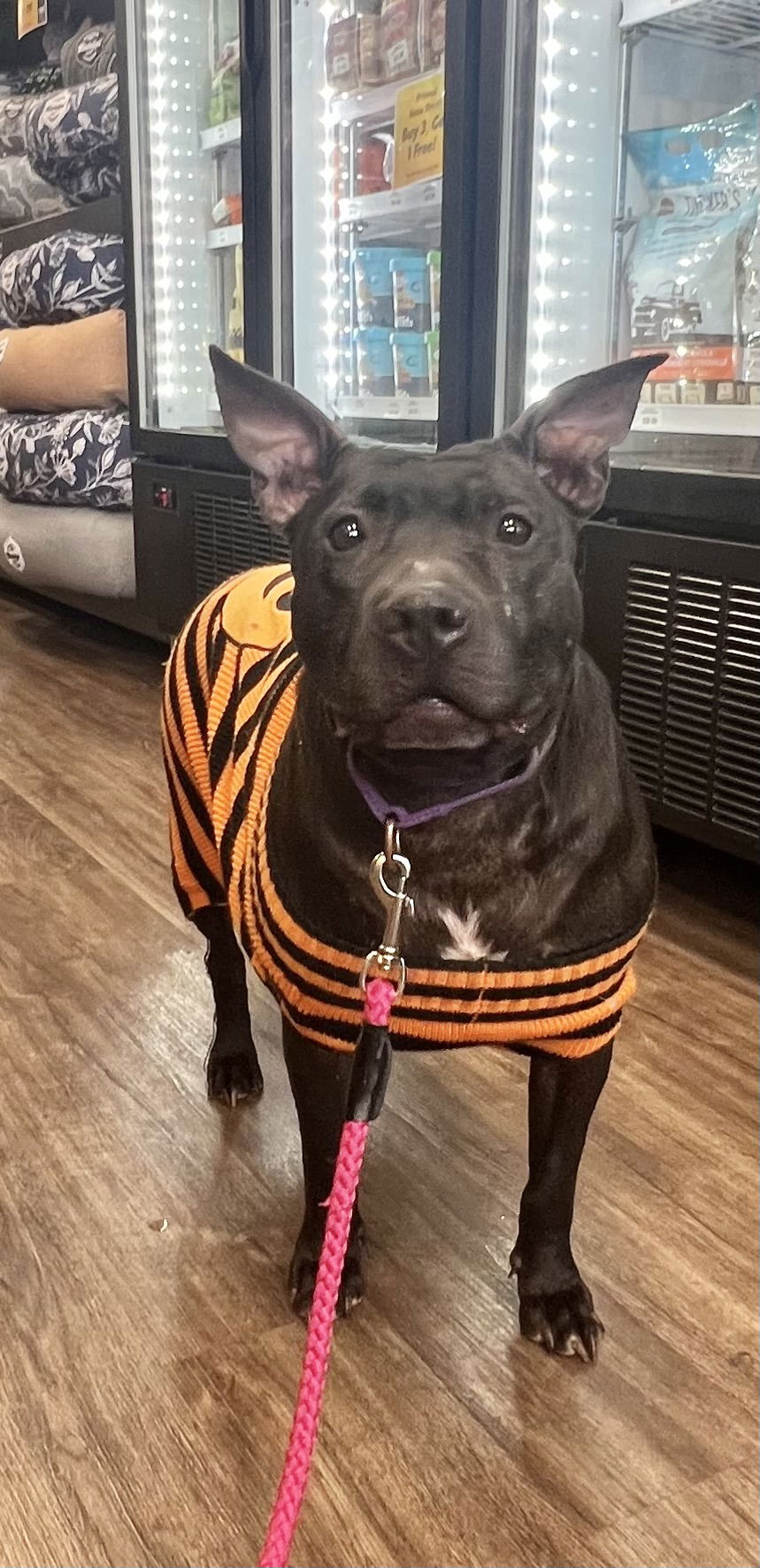 adoptable Dog in Munford, TN named Indie