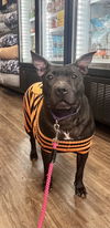 adoptable Dog in  named Indie