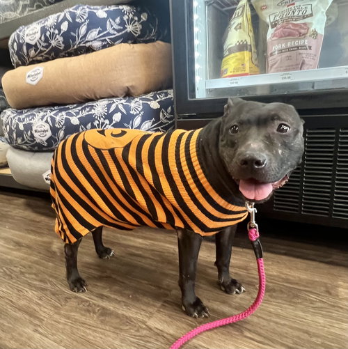 INDIE - Labrador Retriever available for adoption