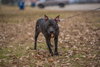 Indie - Photo 12