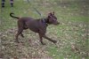 adoptable Dog in , TN named Rumpelstiltskin