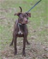 adoptable Dog in , TN named Rumpelstiltskin