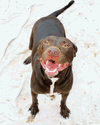 adoptable Dog in  named Rumpelstiltskin