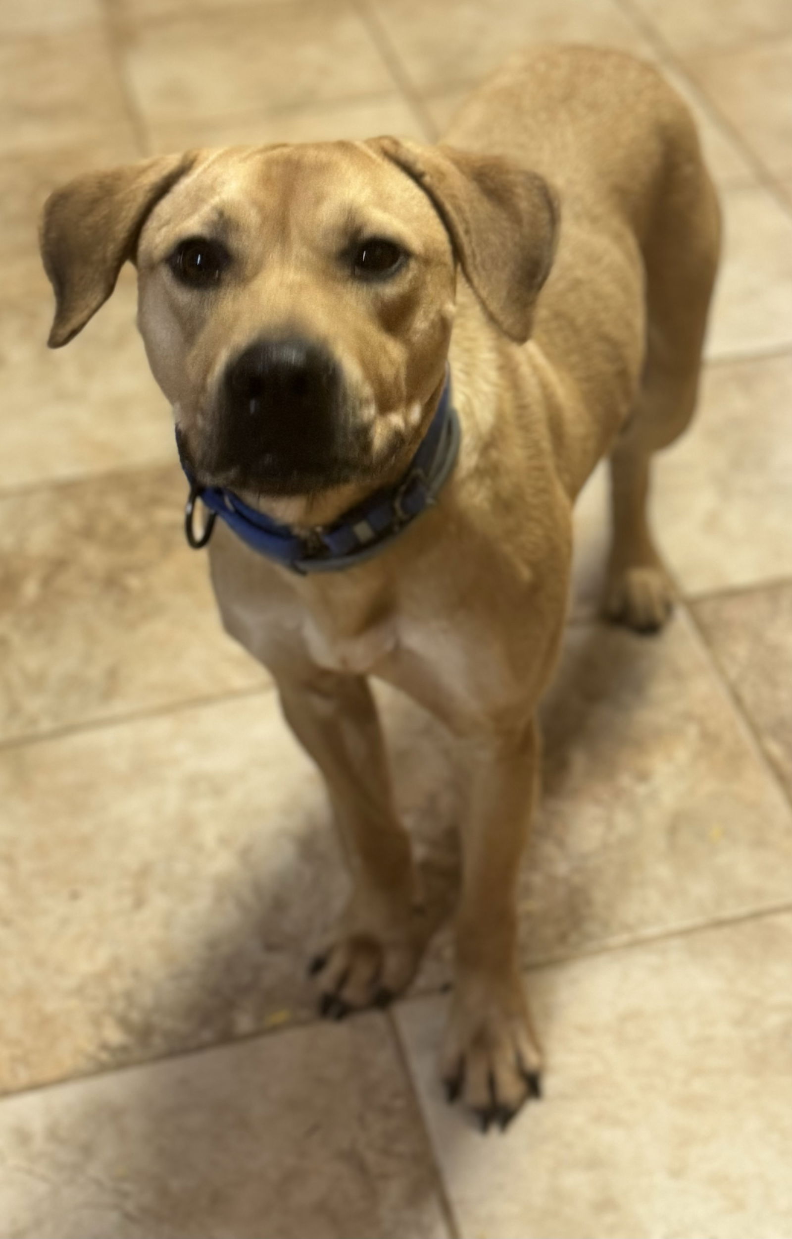 adoptable Dog in Munford, TN named Buzz Lightyear